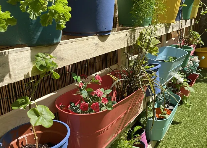 Olive Tree * בארי