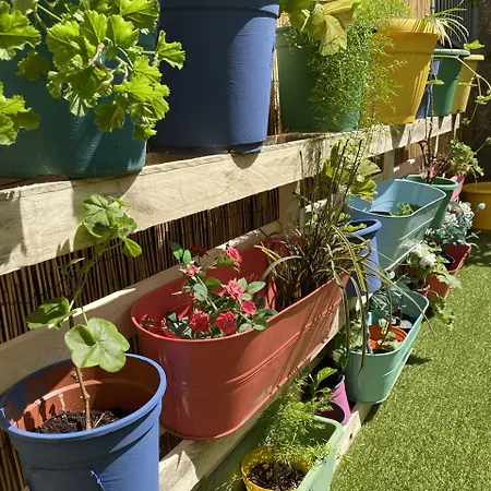 Olive Tree * Бари